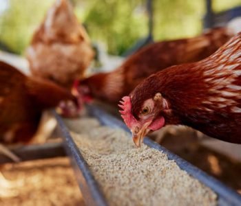 chicken eats feed and grain at eco chicken farm, free range chicken farm