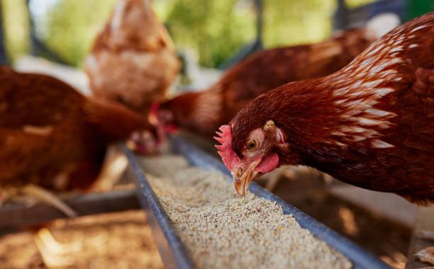 chicken eats feed and grain at eco chicken farm, free range chicken farm