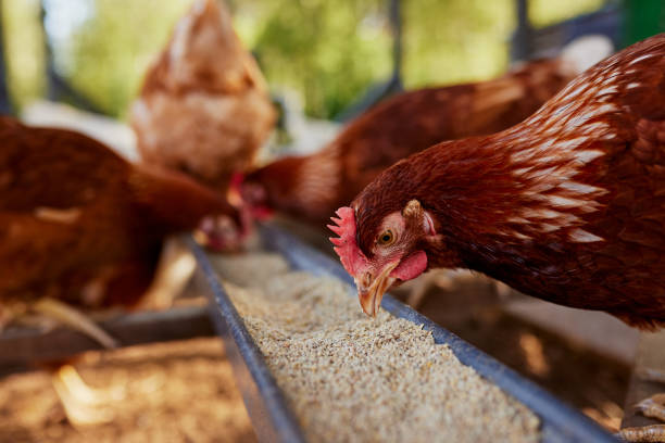 chicken eats feed and grain at eco chicken farm, free range chicken farm